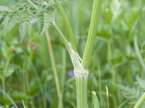 Anthrisque des bois(Anthriscus sylvestris)_4