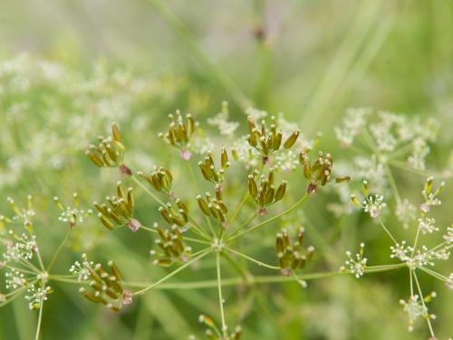 Anthrisque des bois(Anthriscus sylvestris)_9