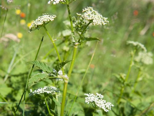 Égopode podagraire(Aegopodium podagraria)_6