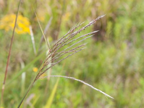 Miscanthus commun (Miscanthus sacchariflorus)_2