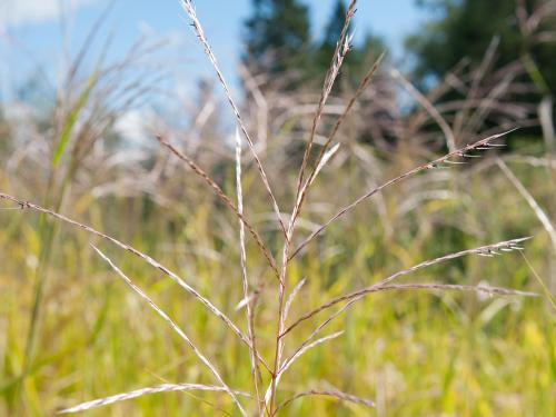 Miscanthus commun (Miscanthus sacchariflorus)_5