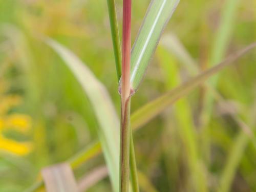 Miscanthus commun (Miscanthus sacchariflorus)_7