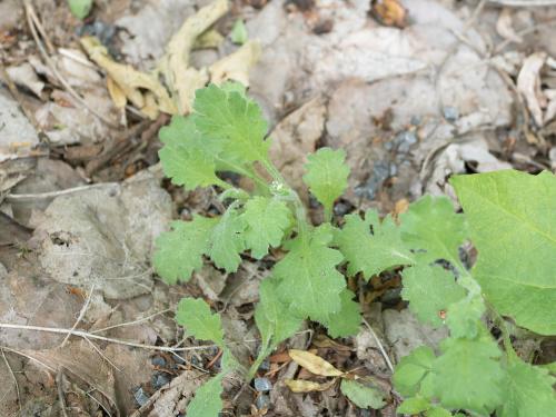 Sençon visqueux (Senecio viscosus)_2