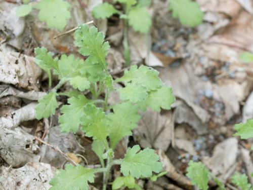 Seneçon visqueux (Senecio viscosus)_3