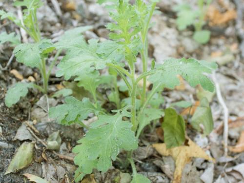 Seneçon visqueux (Senecio viscosus)_5