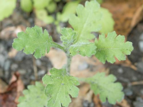 Seneçon visqueux (Senecio viscosus)_6