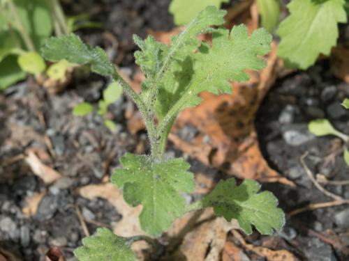 Seneçon visqueux (Senecio viscosus)_7