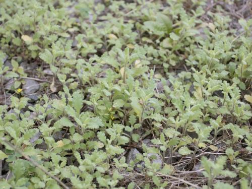 Seneçon visqueux (Senecio viscosus)_14