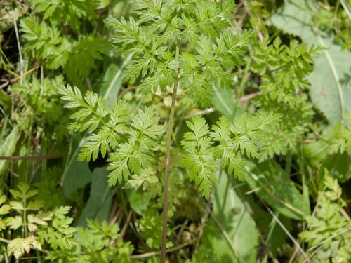 Anthrisque des bois(Anthriscus sylvestris)_12