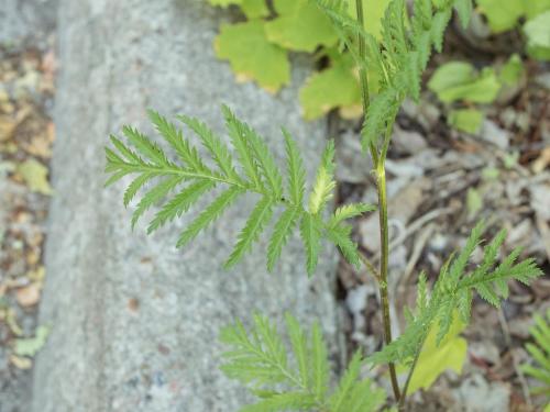 Tanaisie vulgaire (Tanacetum vulgare)_3