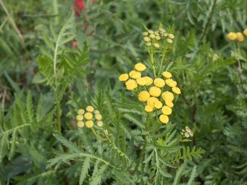 Tanaisie vulgaire (Tanacetum vulgare)_7