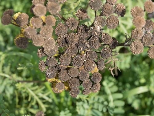 Tanaisie vulgaire (Tanacetum vulgare)_8