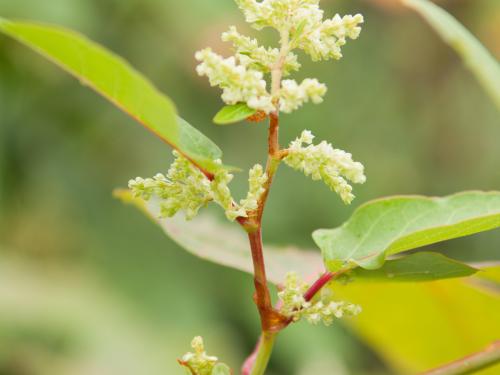 Renouée Sakhaline (Reynoutria sachalinensis)_3