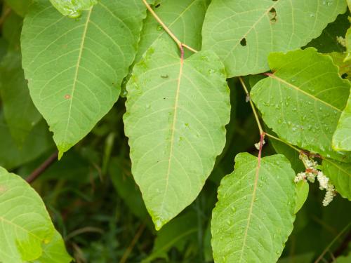 Renouée Sakhaline (Reynoutria sachalinensis)_5