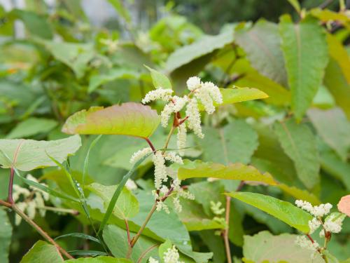 Renouée Sakhaline (Reynoutria sachalinensis)_7