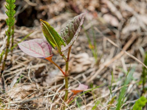 Renouée Japon (Reynoutria japonica)_17