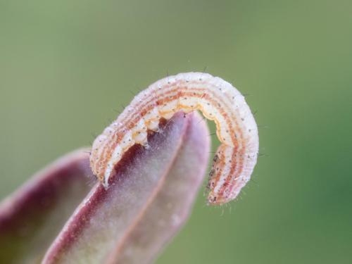 Ver-gris des fleurs d'atocas (Epiglaea apiata)_1