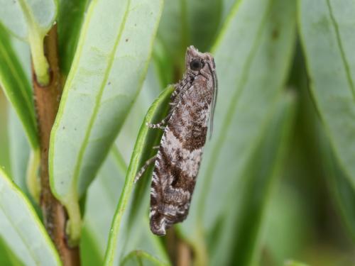 Tordeuse des canneberges (Rhopobota naevana)_1