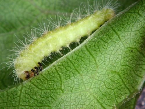 Ptérophore de la vigne (Geina periscelidactyla)_2