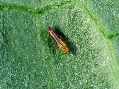 Thrips des petits fruits (Frankliniella occidentalis)_1