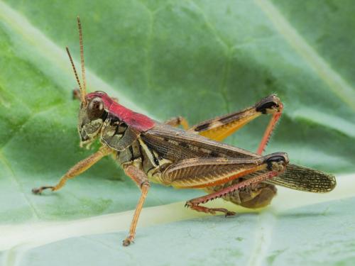 Criquet à pattes rouges (Melanoplus femurrubrum)_1