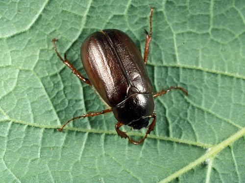 Hanneton commun (Phyllophaga anxia)_1