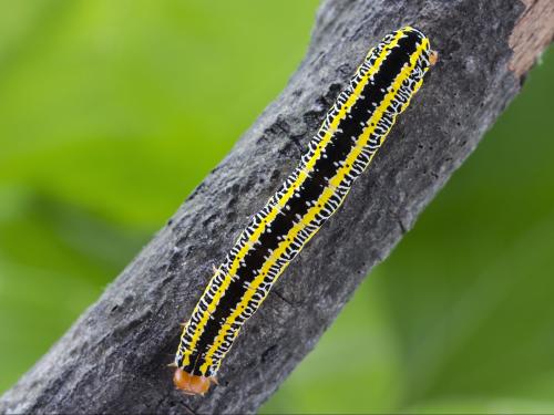 Chenille zébrée (Melanchra picta)_4