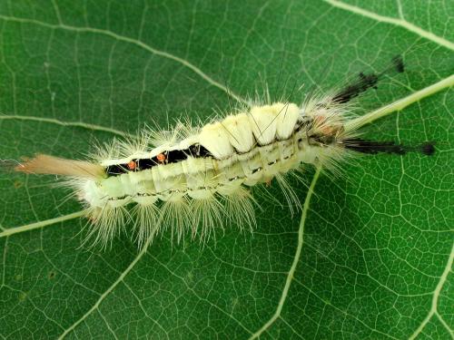 Chenille à houppes blanches (Orgyia leucostigma)_2