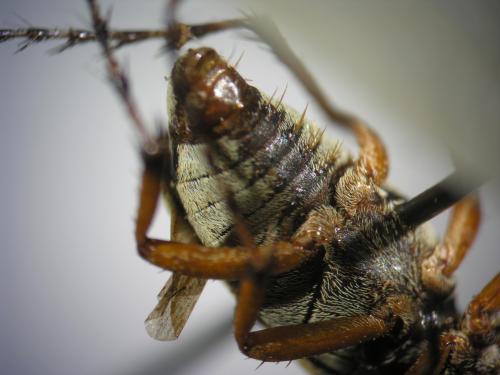 Scarabée du rosier (Macrodactylus subspinosus)_5