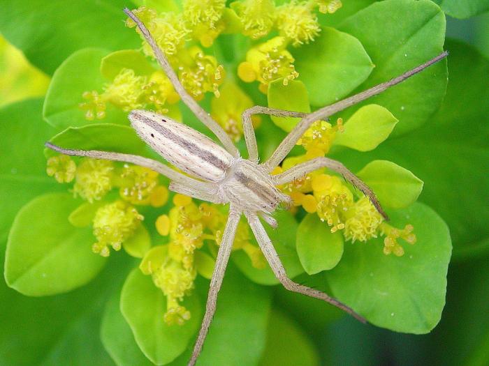 Philodromidés (Philodromidae)