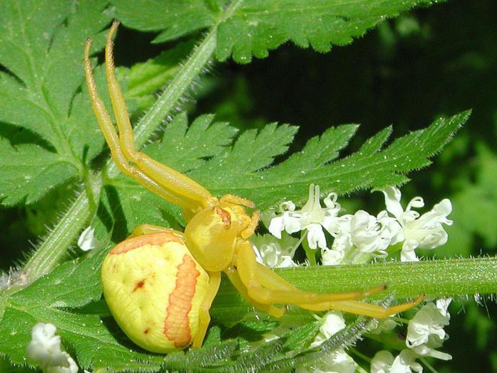 Thomisidés (Thomisidae)