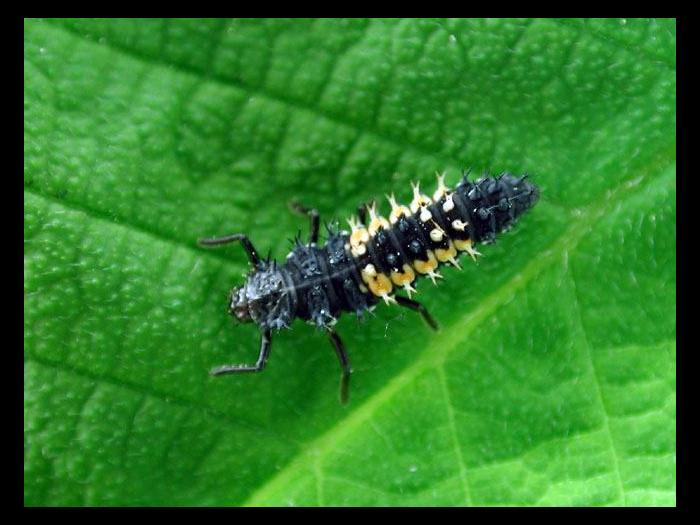 Coccinelle asiatique (Harmonia axyridis)_3