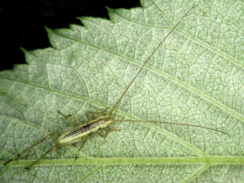 Oecanthus sp._4