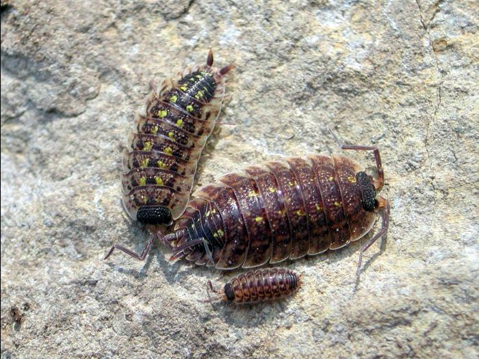 Porcellio spinicornis_1