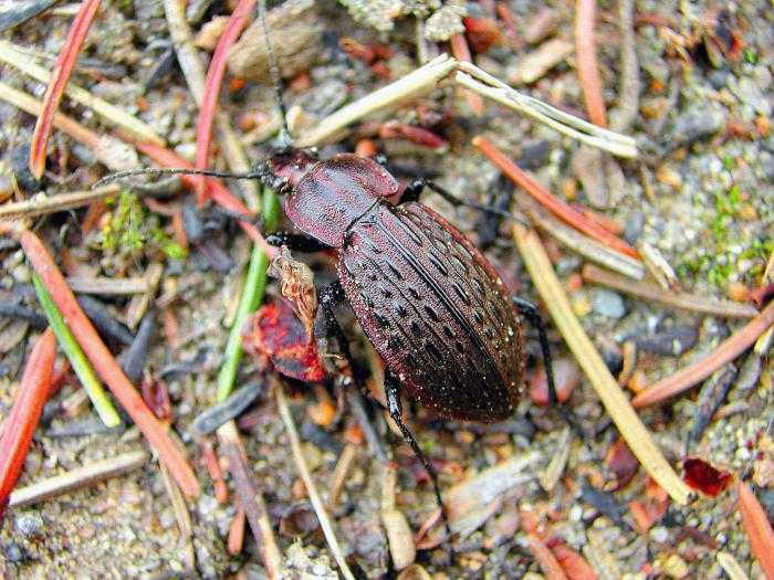 Carabus maender_1