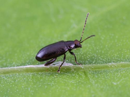 Altise tête rouge (Systena frontalis)_3