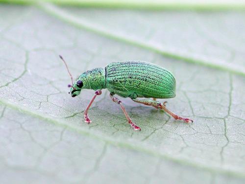 Charançon vert pâle (Polydrusus impressifrons)_1