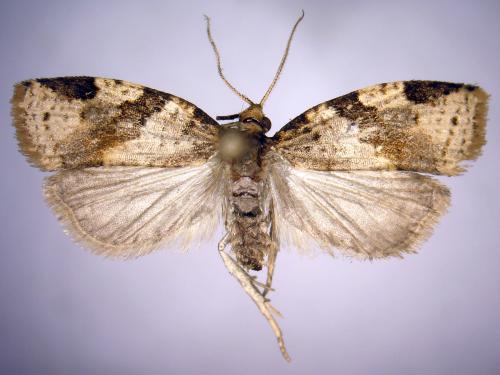 Clepsis spectrana_5