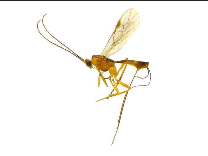 Braconidés (Braconidae)