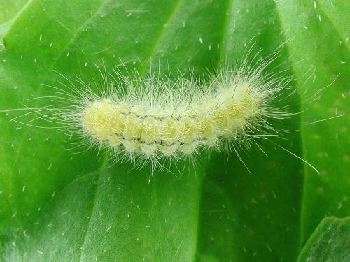 Diacrisie de Virginie (Spilosoma virginica)_2