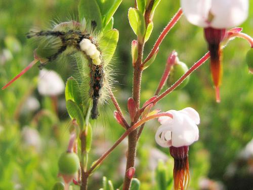 Chenille à houppes rousses (Orgyia antiqua)_2