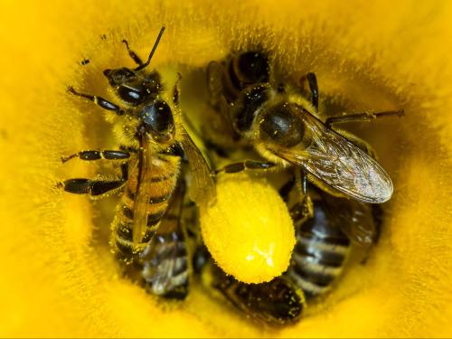 Abeille domestique (Apis mellifera)