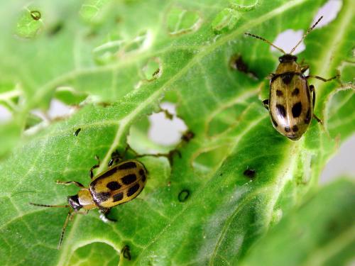 Chrysomèle du haricot (Cerotoma trifurcata)_1