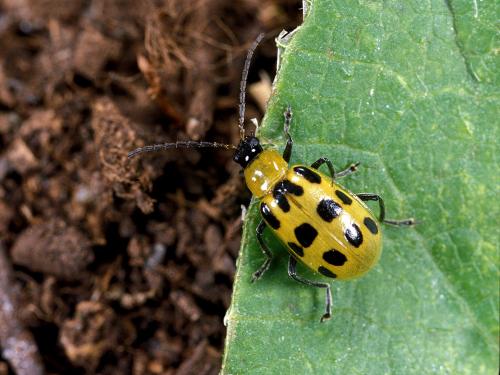 Chrysomèle maculée du concombre (Diabrotica undecimpunctata howardi)_1