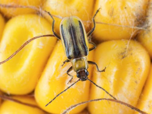 Chrysomèle des racines du mais de l'ouest (Diabrotica virgifera virgifera)_3