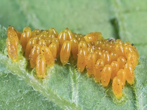 Doryphore de la pomme de terre (Leptinotarsa decemlineata)_2