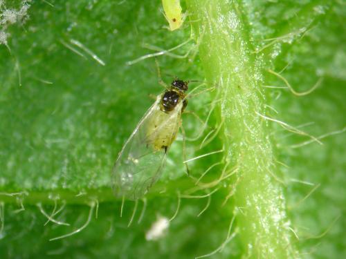 Puceron du soya (Aphis glycines)_1