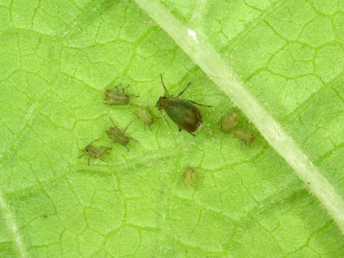 Puceron bicolore des céréales (Rhopalosiphum padi)_2