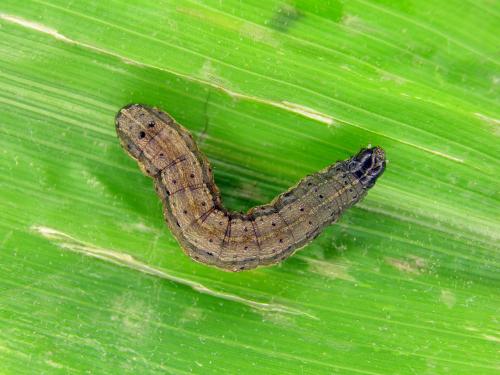 Légionnaire d'automne (Spodoptera frugiperda)_1