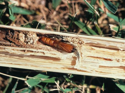 Pyrale du mais (Ostrinia nubilalis)_7